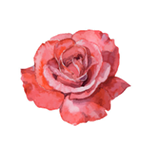 Mémoire de Roses - Eau de Parfum - L'Artisan Parfumeur