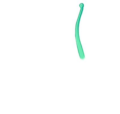 tentacule anémone verte douze
