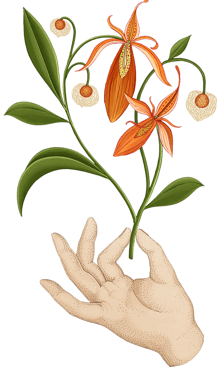 fleurs oranges avec main