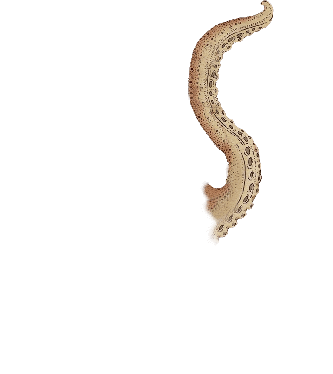 tentacule de pieuvre deux