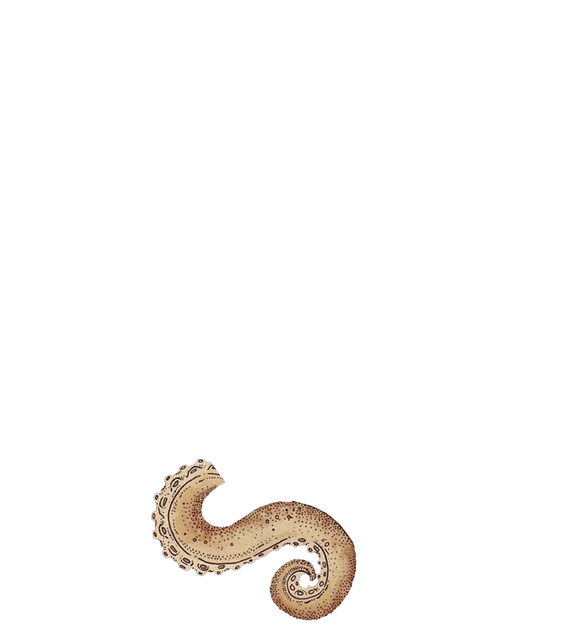tentacule de pieuvre quatre