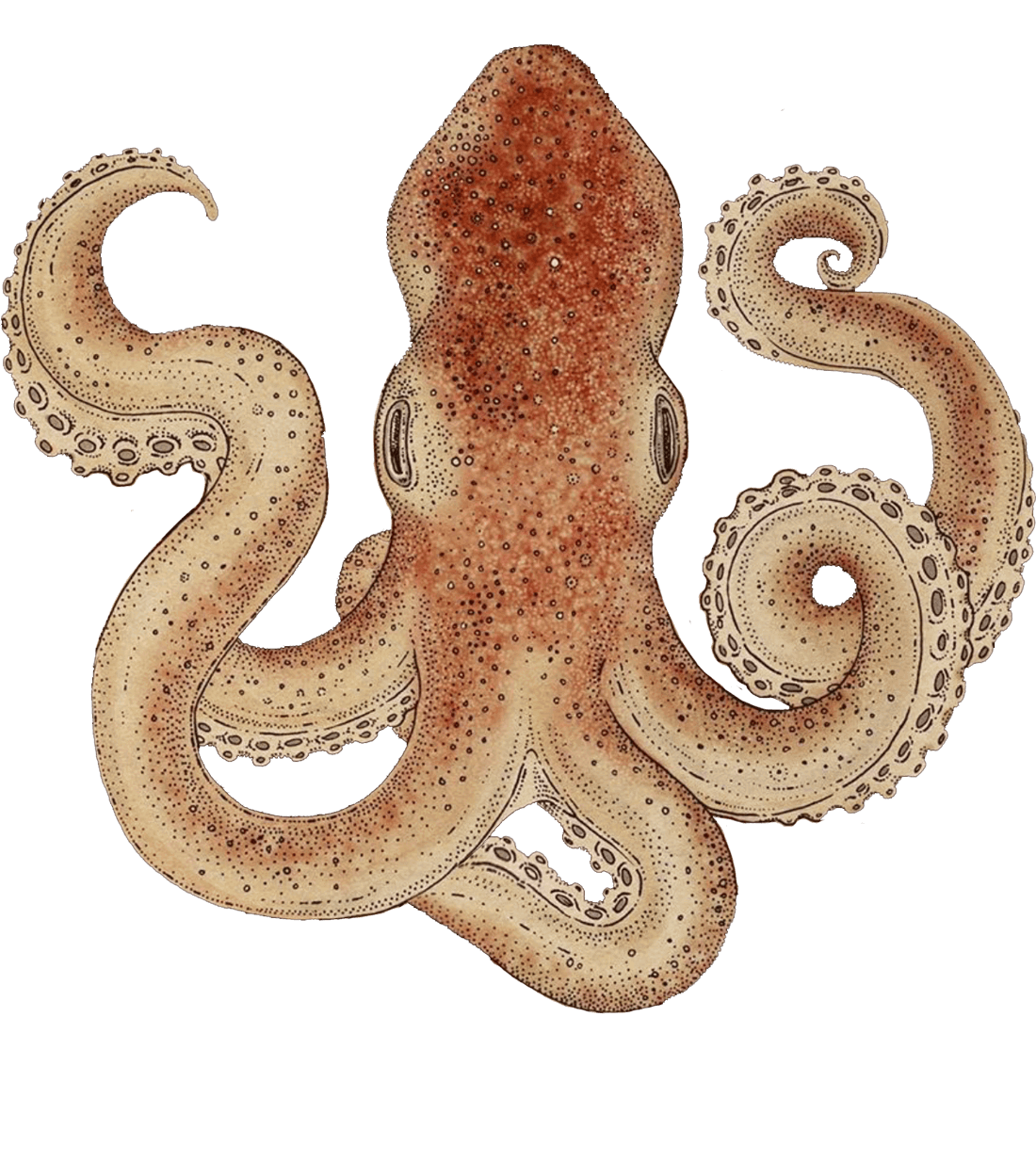 tentacule de pieuvre cinq