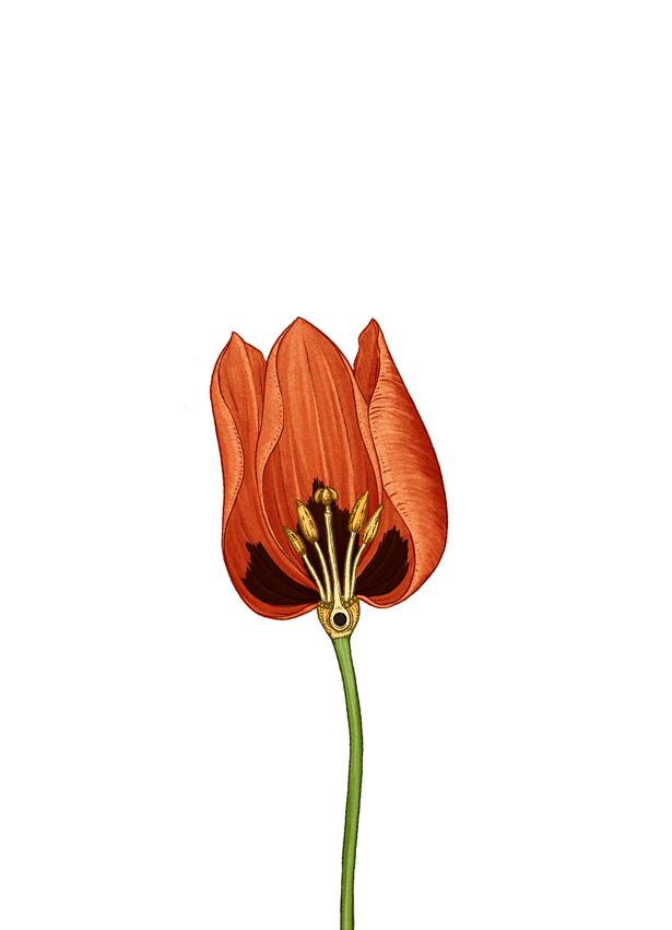 tige fleur rouge